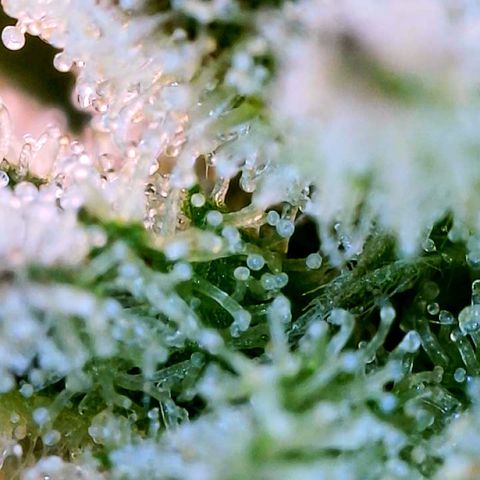 Mota Hari XX growlog photo: Seeing clear cloudy n ambers