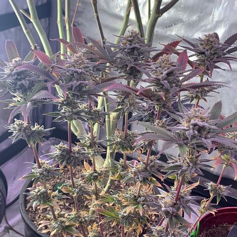 Mota Hari XX growlog photo: Buddin week 10
