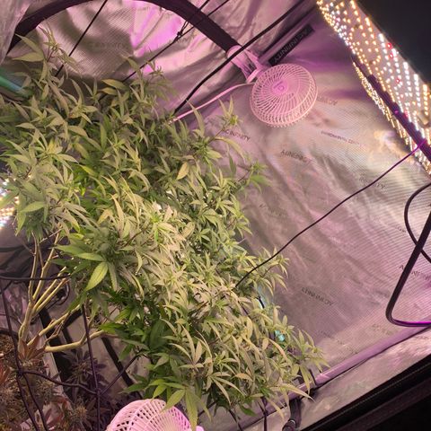 Zkittle Gpa growlog timeline photo