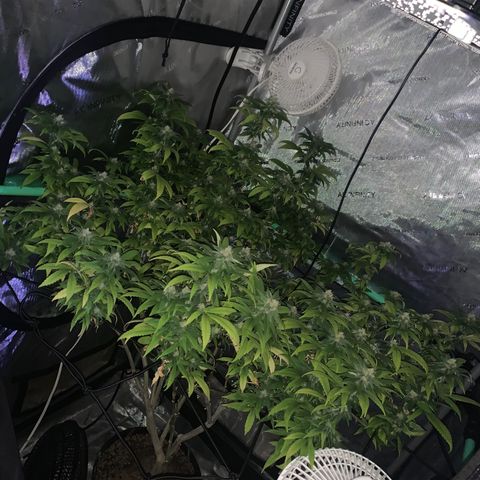 Zkittle Gpa growlog timeline photo