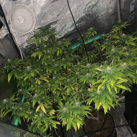 Zkittle Gpa growlog timeline photo