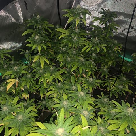 Zkittle Gpa growlog timeline photo