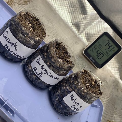 Tangie Auto 🍊  growlog photo: gazzurple & Melon didn’t pop.. tossed in 2 more right into the soil 🤞🏾🙏🏾 will start a new run for those 2