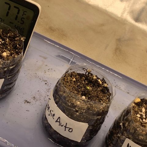 Tangie Auto 🍊  growlog photo: gazzurple & Melon didn’t pop.. tossed in 2 more right into the soil 🤞🏾🙏🏾 will start a new run for those 2