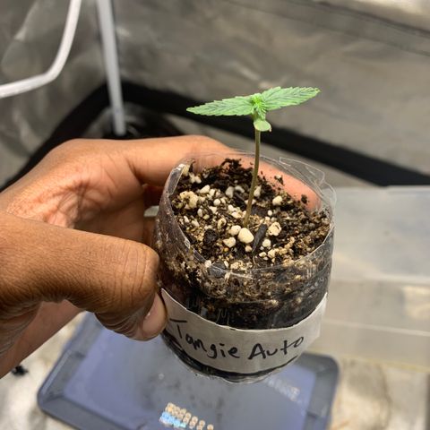 Tangie Auto 🍊  growlog photo: gazzurple & Melon didn’t pop.. tossed in 2 more right into the soil 🤞🏾🙏🏾 will start a new run for those 2