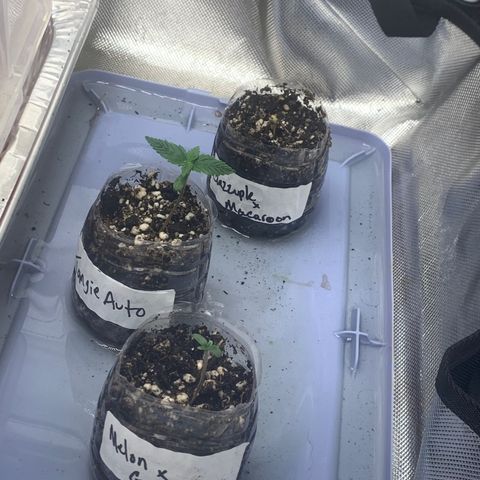 Tangie Auto 🍊  growlog photo: Everyone’s sprouted