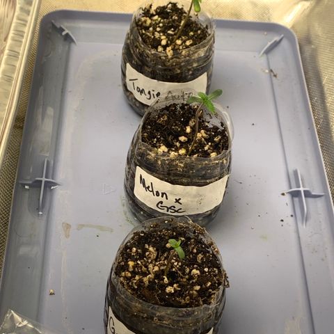 Tangie Auto 🍊  growlog timeline photo