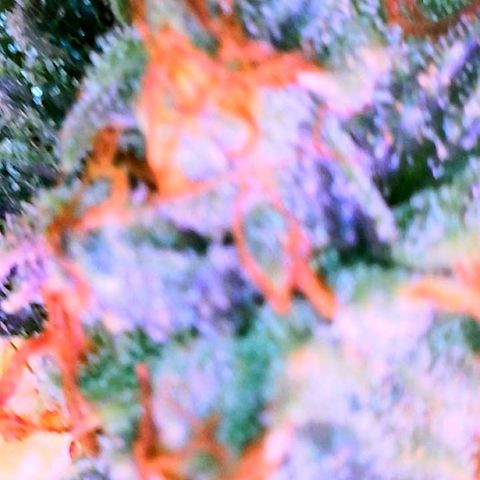 Zkittle Gpa growlog photo: Lossa amber, and dead spideyz 😞 