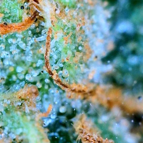 Zkittle Gpa growlog photo: Lossa amber, and dead spideyz 😞 