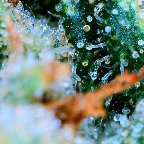 Zkittle Gpa growlog photo: Lossa amber, and dead spideyz 😞 