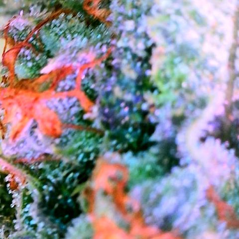 Zkittle Gpa growlog photo: Lossa amber, and dead spideyz 😞 