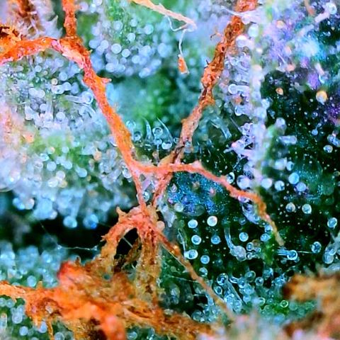 Zkittle Gpa growlog photo: Lossa amber, and dead spideyz 😞 