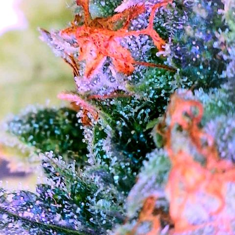 Zkittle Gpa growlog photo: Lossa amber, and dead spideyz 😞 