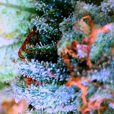 Zkittle Gpa growlog photo: Lossa amber, and dead spideyz 😞 
