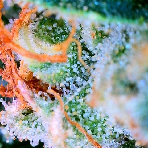 Zkittle Gpa growlog photo: Lossa amber, and dead spideyz 😞 