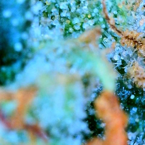 Zkittle Gpa growlog photo: Lossa amber, and dead spideyz 😞 