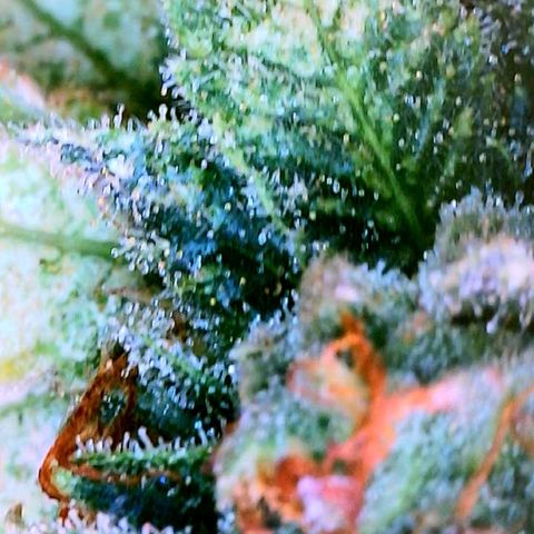 Zkittle Gpa growlog photo: Lossa amber, and dead spideyz 😞 