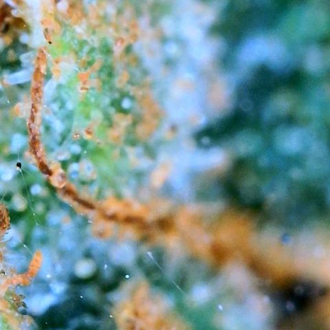 Zkittle Gpa growlog photo: Ambers n spidey bodz 