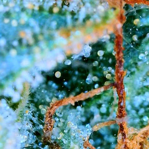 Zkittle Gpa growlog photo: Ambers n spidey bodz 