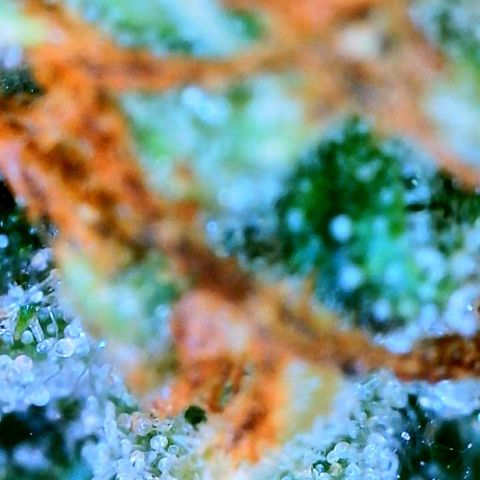 Zkittle Gpa growlog photo: Ambers n spidey bodz 