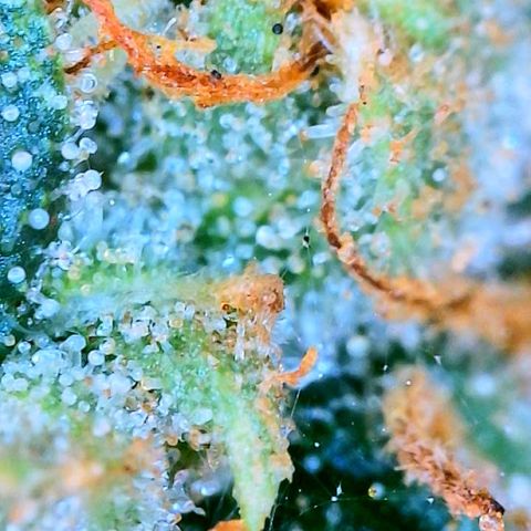 Zkittle Gpa growlog photo: Ambers n spidey bodz 