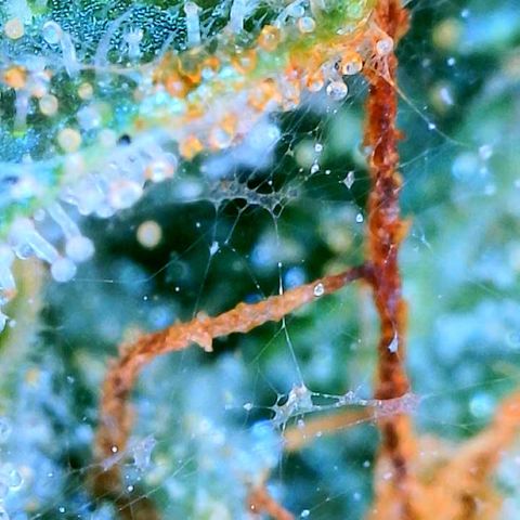 Zkittle Gpa growlog photo: Ambers n spidey bodz 