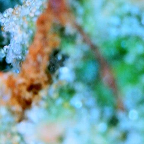 Zkittle Gpa growlog photo: Ambers n spidey bodz 