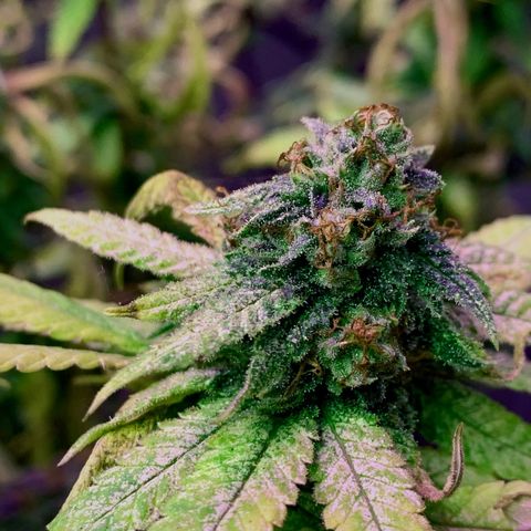Zkittle Gpa growlog photo: Banginer home