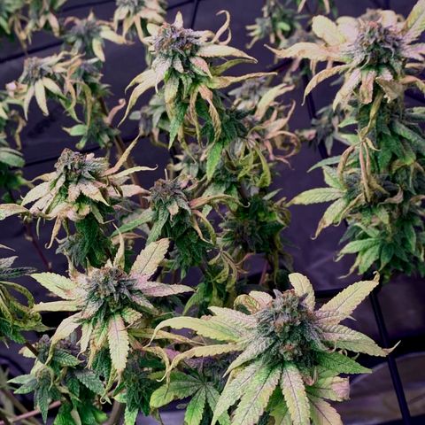 Zkittle Gpa growlog photo: Banginer home