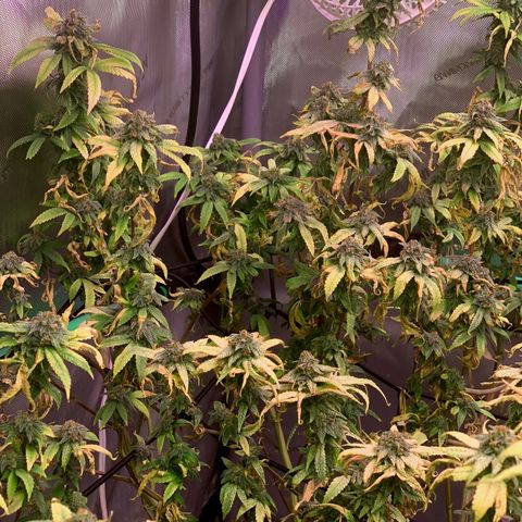 Zkittle Gpa growlog photo: Banginer home
