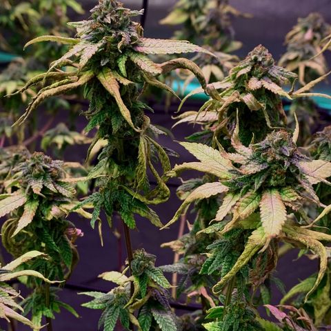 Zkittle Gpa growlog photo: Banginer home