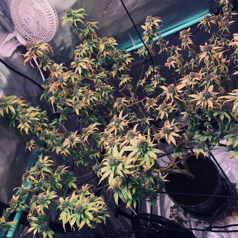 Zkittle Gpa growlog photo: Banginer home