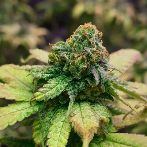 Zkittle Gpa growlog photo: Banginer home