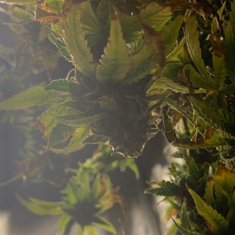 Zkittle Gpa growlog photo: Chop n washed