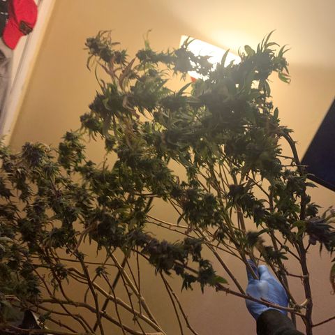 Zkittle Gpa growlog photo: Chop n washed