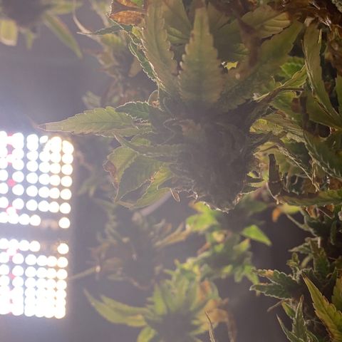 Zkittle Gpa growlog photo: Chop n washed