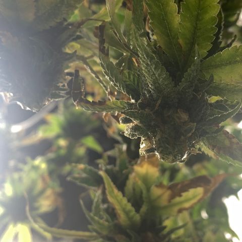 Zkittle Gpa growlog photo: Chop n washed