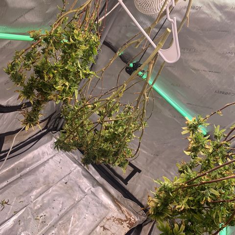 Zkittle Gpa growlog photo: Chop n washed