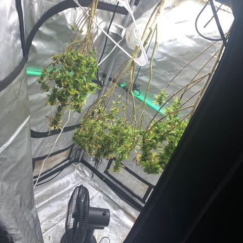 Zkittle Gpa growlog photo: Chop n washed