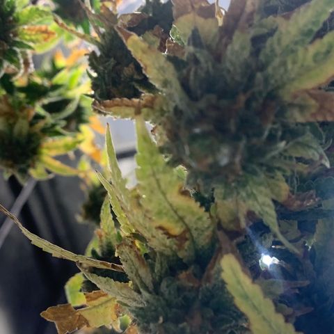 Zkittle Gpa growlog photo: Chop n washed