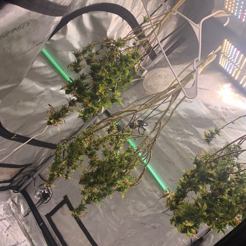 Zkittle Gpa growlog photo: Chop n washed