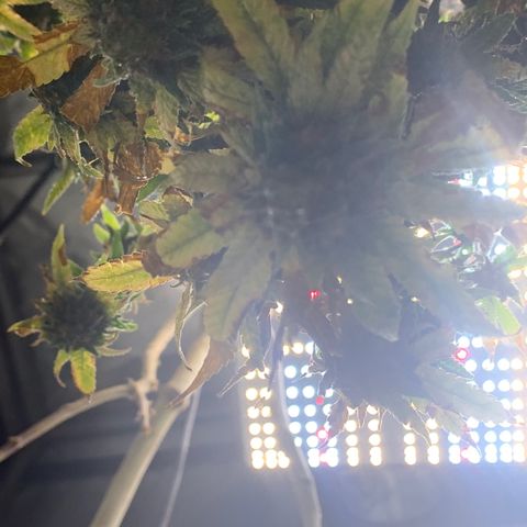 Zkittle Gpa growlog photo: Chop n washed