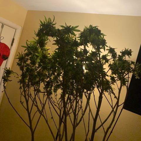 Zkittle Gpa growlog photo: Chop n washed