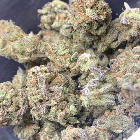 Mota Hari XX growlog timeline photo