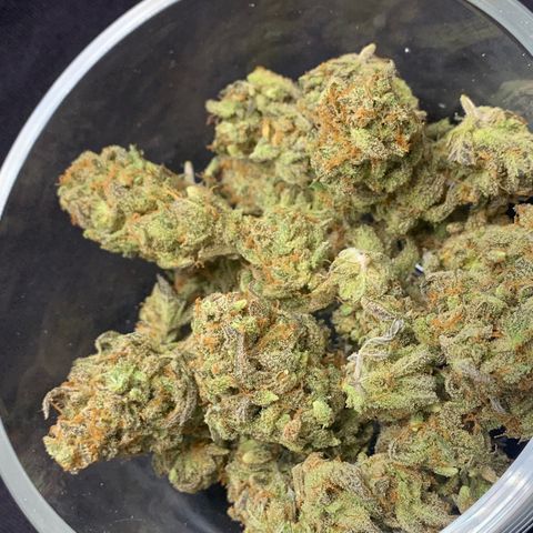Mota Hari XX growlog timeline photo
