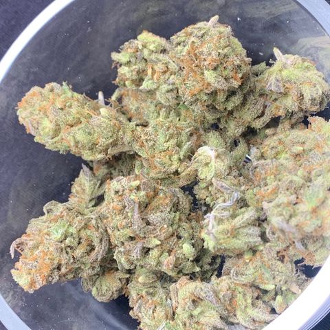 Mota Hari XX growlog timeline photo