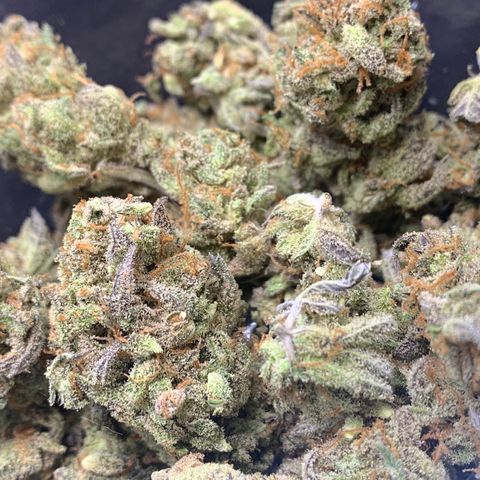 Mota Hari XX growlog timeline photo