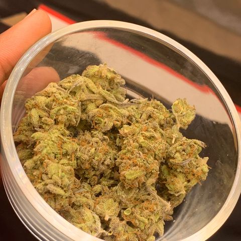 Mota Hari XX growlog timeline photo