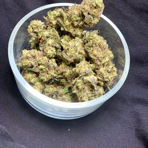 Mota Hari XX growlog timeline photo
