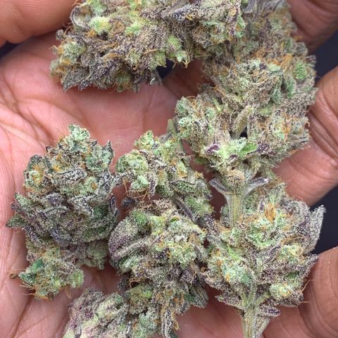Mota Hari XX growlog timeline photo